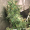 Zombie Death Fuck (BlimBurn Seeds) Cannabis-Samen