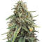4 Assed Monkey (Mephisto Genetics) Cannabis-Samen