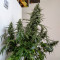 Auto Banana Blaze (Dutch Passion) Cannabis-Samen