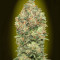 Auto Critical Soma (Advanced Seeds) Cannabis-Samen
