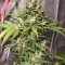 Auto Kaya 47 (Advanced Seeds) Cannabis-Samen