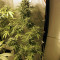 Auto Kaya 47 (Advanced Seeds) Cannabis-Samen