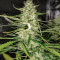 Auto Ultimate (Dutch Passion) Cannabis-Samen