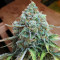 Critical 47 (Positronics Seeds) Cannabis-Samen