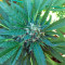 Green Crack (Humboldt Seeds Organization) Cannabis-Samen