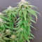 High Mass ASB Giant Auto (Xtreme Seeds) Cannabis-Samen