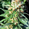 Julies Cookies (Big Head Seeds) Cannabis-Samen