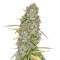 Kosher Dawg (DNA Genetics) Cannabis-Samen
