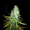 Lemon Ice 2.0 (Ripper Seeds) Cannabis-Samen