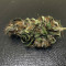 Lemonberry Haze Auto (Original Sensible Seeds) Cannabis-Samen