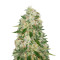 NYC Diesel (Zambeza Seeds) Cannabis-Samen