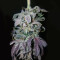 OGKZ (Humboldt Seeds Organization) Cannabis-Samen