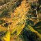 Pineapple Express (G13 Labs) Cannabis-Samen