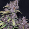 Purple Lemonade Auto feminisierte Samen (Fast Buds)