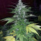 Secret Ducky (Xtreme Seeds) Cannabis-Samen