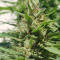 Shaman (Dutch Passion) Cannabis-Samen