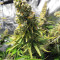 Silver Bubble (Reserva Privada) Cannabis-Samen