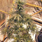 Sticky Fingers Autoflower (Seedstockers) Cannabis-Samen