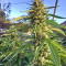Strawberry Banana (Big Head Seeds) Cannabis-Samen