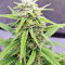 Strawberry Gum (Advanced Seeds) Cannabis-Samen