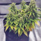 Strawberry Gum (Advanced Seeds) Cannabis-Samen