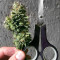 Strawberry Eclair (G13 Labs) Cannabis-Samen