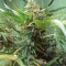 Sugar Black Rose Early Version feminisiertes Saatgut (Delicious Seeds)