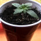 Thin Mint Crack Autoflower (Seedstockers) Cannabis-Samen