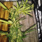 Tikal (Ace Seeds) Cannabis-Samen