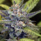 Wedding Cake Auto (Original Sensible Seeds) Cannabis-Samen