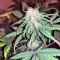 Exodus Cheese Auto (GHS) Cannabis-Samen