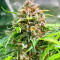 GG#4 Original Glue Fast Version feminisierte Samen (EGS)