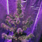 Girl Scout Cookies Auto (Auto Seeds) Cannabis-Samen