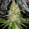 GG#4 Original Glue (Cali Buds Seeds) Cannabis-Samen