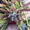 Kushberry (DNA Genetics) Cannabis-Samen