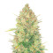Original Auto OG Kush (Fast Buds) Cannabis-Samen