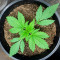 Red Strawberry Banana Auto feminisierte Samen (Sweet Seeds)