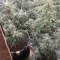Gorilla Cookies Auto (Fast Buds) Cannabis-Samen zu verkaufen