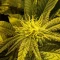 Kaufe Blackberry Moonrocks Samen feminisiert von AlphaFem Seeds