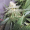 Critical Kush Cannabis-Samen Kaufen