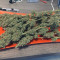 Bruce Banner #3 Cannabis-Samen Kaufen