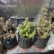 Kaufe Runtz Autoflower Samen feminisiert von EGS