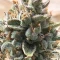 Kaufe Grandmommy Purple Samen feminisiert von Herbies Seeds