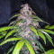 C4 Auto Cannabis-Samen Kaufen