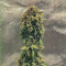 Rhino Ryder Auto (Fast Buds) Cannabis-Samen zu verkaufen