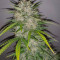 Glue Gelato Auto (Barney's Farm) Cannabis-Samen zu verkaufen