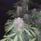 New York Diesel Auto (Expert Seeds) Cannabis-Samen zu verkaufen