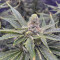 Kaufe Kush Mintz Samen feminisiert von Barney's Farm