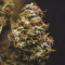Stress Killer Automatic CBD (RQS) Cannabis-Samen zu verkaufen