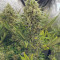 Amnesia Lemon Kush Cannabis-Samen Kaufen